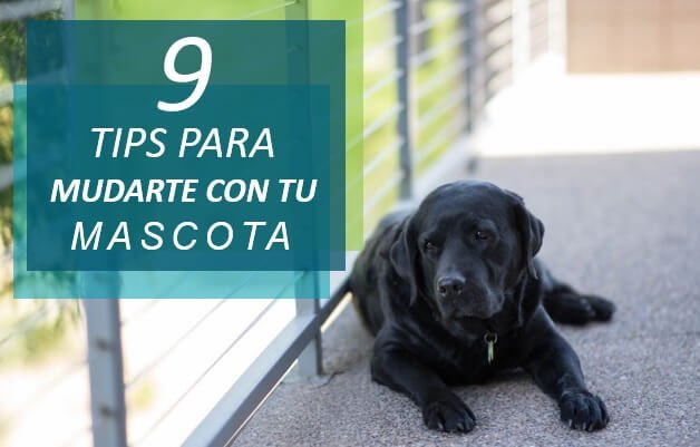 Perro labrador negro en balcon representando consejos para mudarse con mascota en Miami